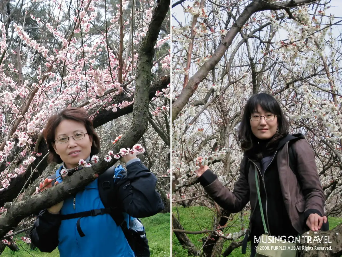 매화꽃 나들이