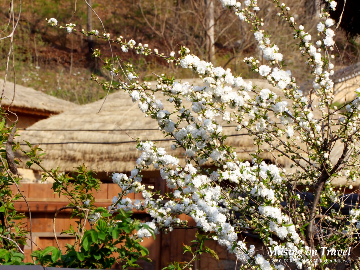 하얀 봄꽃이 핀 경주 양동마을