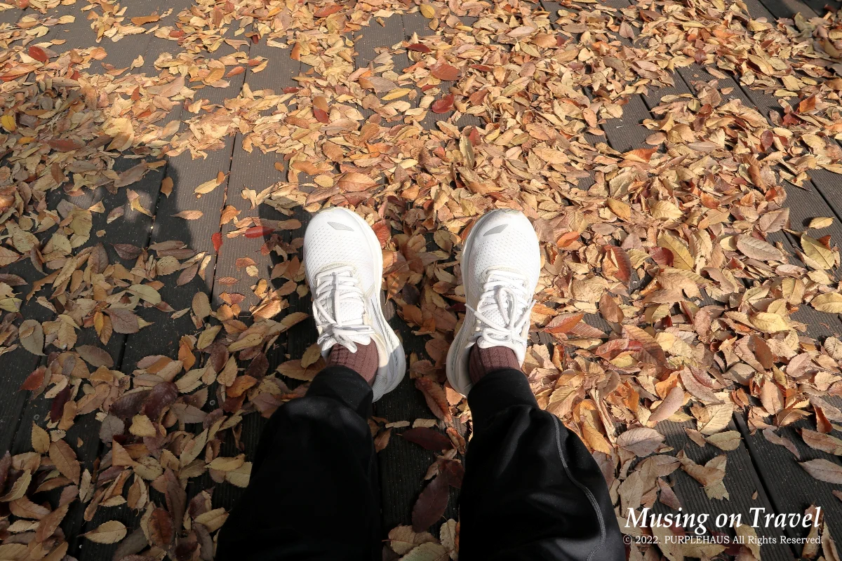 낙엽 가득한 나무 데크
