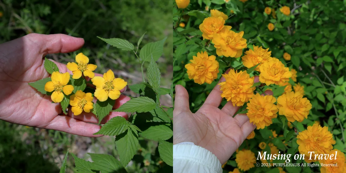 황매화 종류 홑꽃과 겹꽃