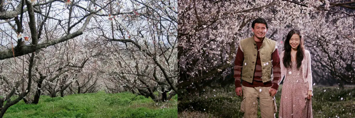 보해 매실농원 전경