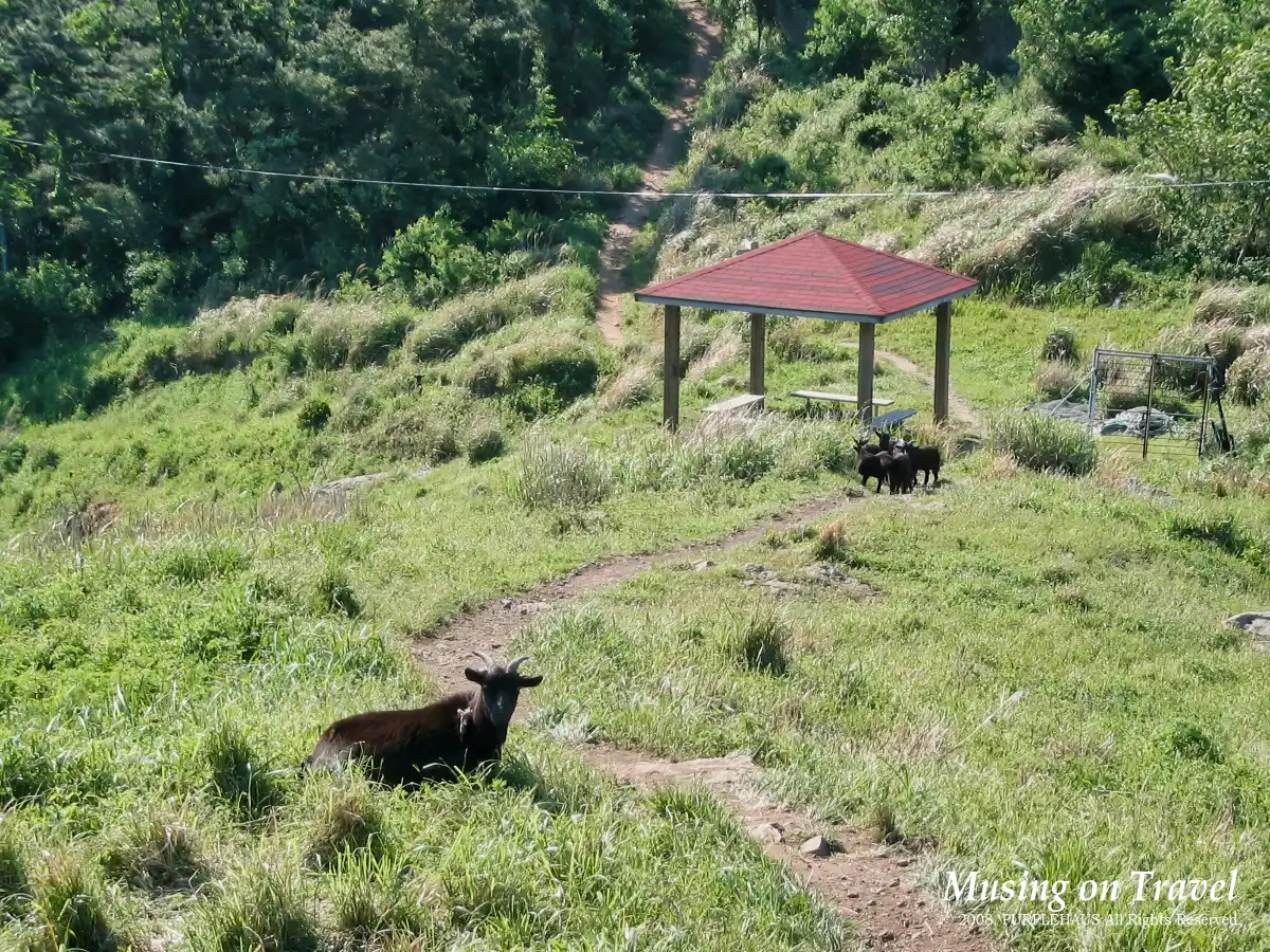 연화도 탐방로에서 조우한 염소 무리
