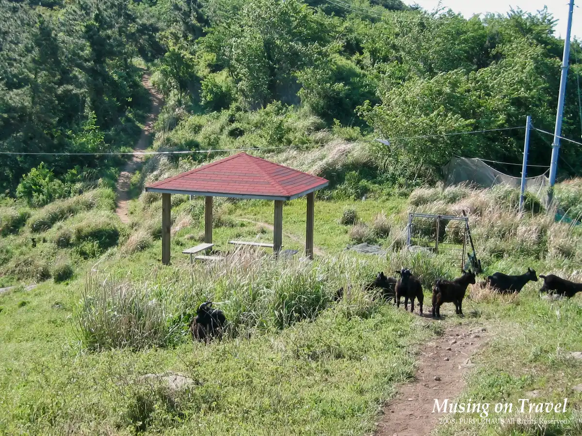 탐방로를 가로막은 염소들
