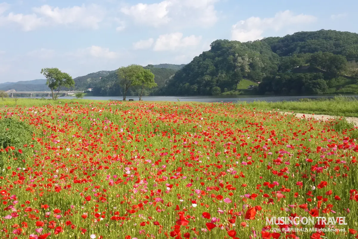 공주 금강신관공원 미르섬의 꽃양귀비