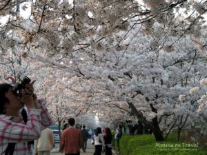 여의도 벚꽃 축제