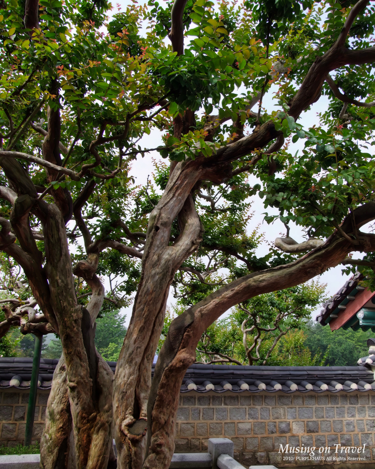 수령 600년 배롱나무