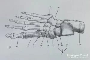 발의 해부학적 모습