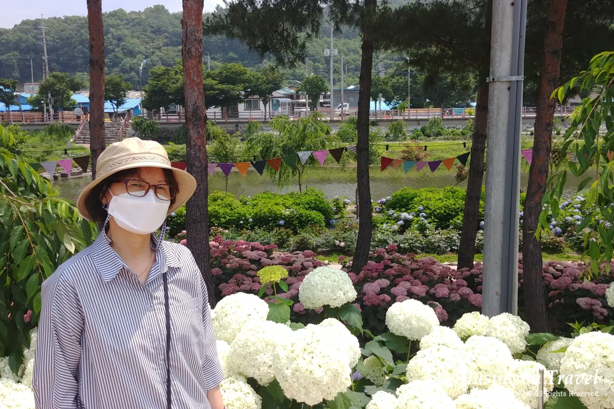 유구색동수국정원: 뜨거운 여름날 공주 수국 명소에 다녀오다