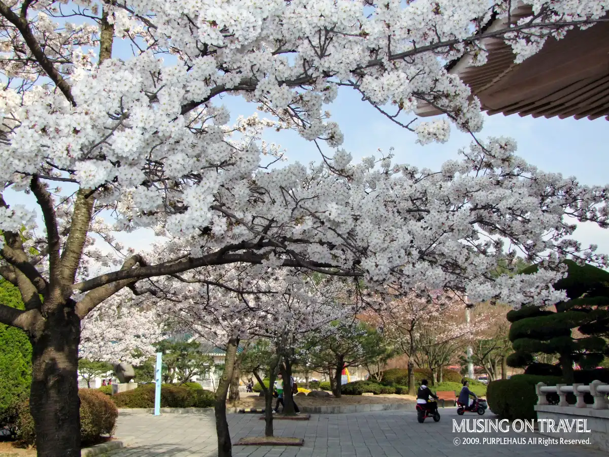 경주 보문단지에 봄나들이 가다