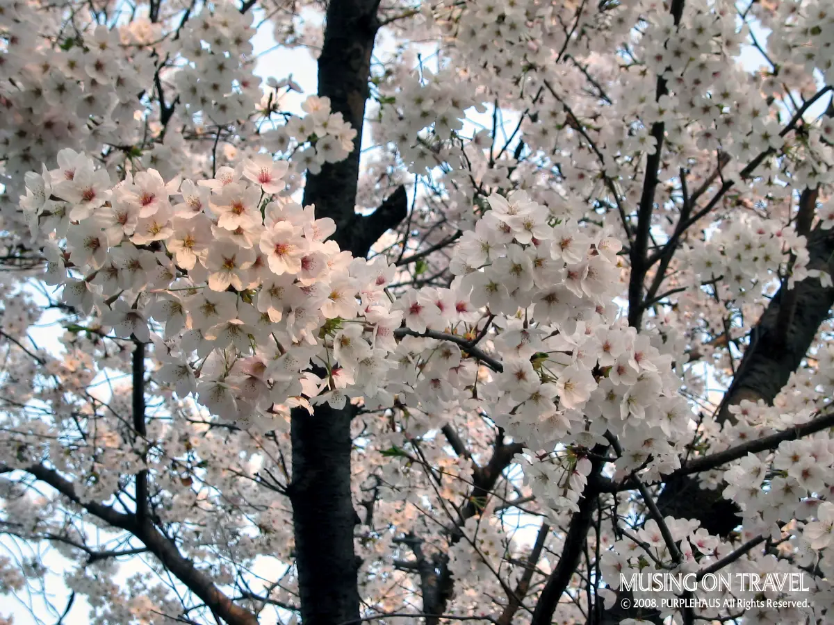 여의도의 새하얀 벚꽃