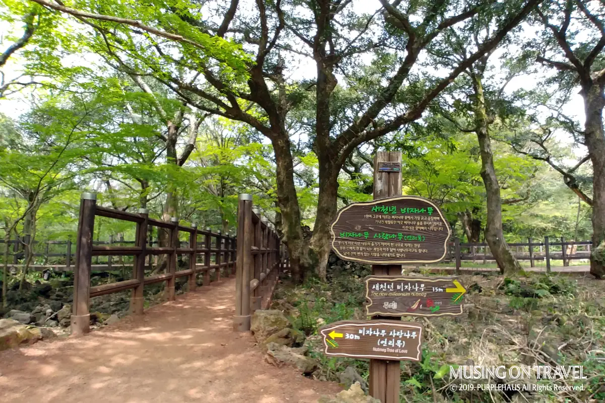 제주 관광지 순환버스 타고 비 오는 날 제주 여행