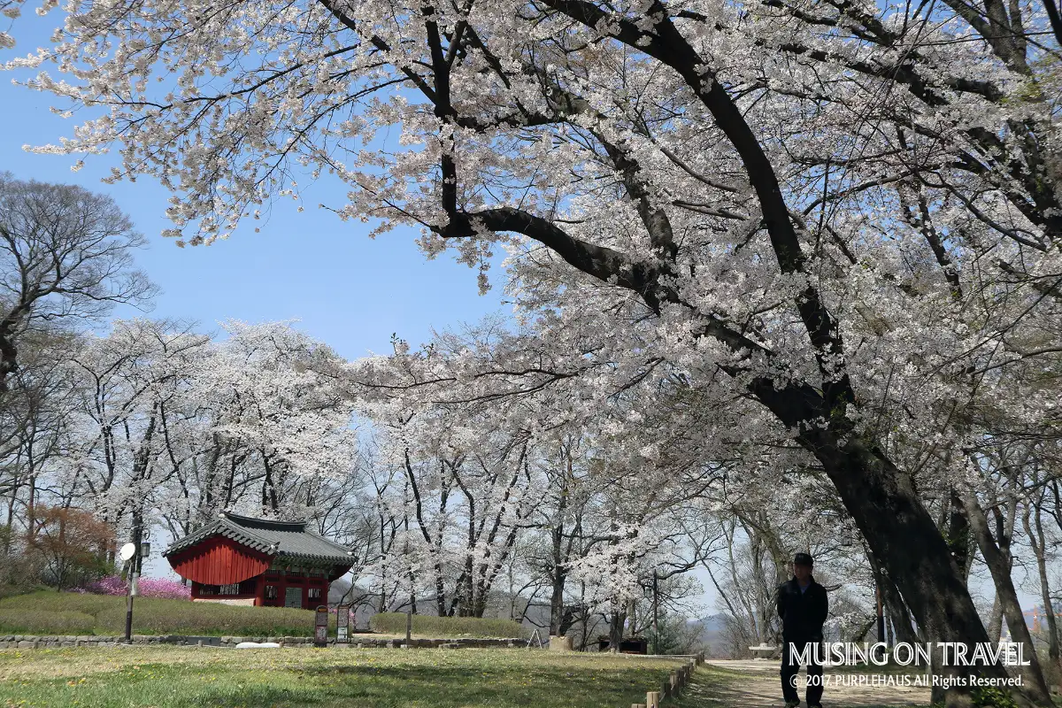 공주 벚꽃 명소 공산성 쌍수정에서 즐기는 봄